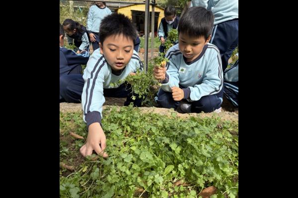學生親手採摘